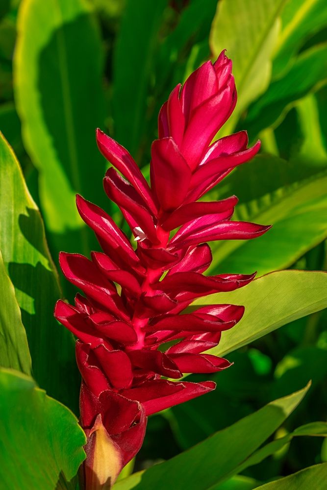Red Ginger plant